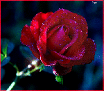  <b>Роскош</b> прекрасной розы в тени 