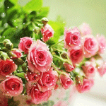 Кустовые розовые розы в корзине