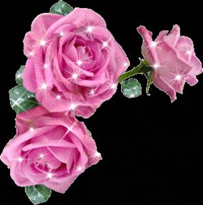 Три розовые розы прекрасны с бликами