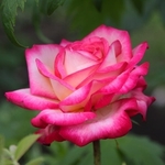  <b>Розовая</b> роза ранним утром 