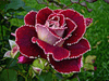 Роскош прекрасной розы