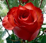 Красная роза в тени