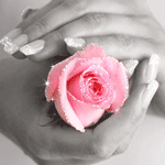  Розовая роза в <b>женских</b> руках 