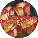 Розы с переходами цвета