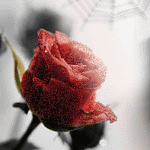  <b>Красная</b> роза на чёрно-белом фоне 