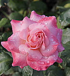  Прекрасная роза для <b>бабушки</b> 