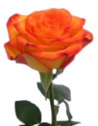 Прекрасная роза оранжевая