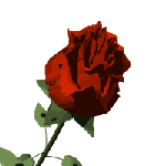 Роза красная свежа
