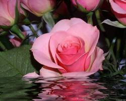 Розовая роза в воде