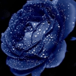  Синяя роза роза в сверкающих <b>капельках</b> 