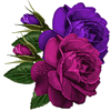  <b>Две</b> прекрасные и яркие розы 
