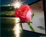 Роза на фоне заката розовая