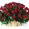 Шикарный букет красных роз в корзине