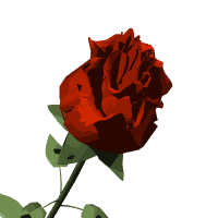  Распускается бордовая роза 