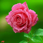  <b>Распустившаяся</b> розовая роза 