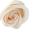  <b>Белая</b> роза 