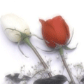 Две розы. Белая и красная