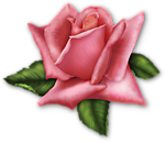 Роза розовая прекрасна!