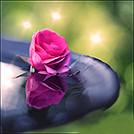  Розовая роза лежит на каменной подставке, в воде видно <b>ее</b>... 