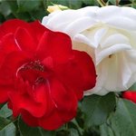 Белая роза-эмблема печали, красная роза-эмблема любви