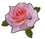 Розовая роза с капелькой росы
