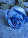 Голубая роза у воды