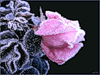  Роскош прекрасной розы <b>розовой</b> 
