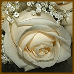  Белая роза с <b>мерцанием</b> 