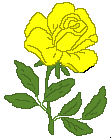 <b>Желтая</b> роза изменяет цвет от бледного до яркого 
