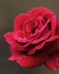 Красивая красная роза с капельками росы на лепестках