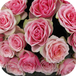 Букет розовых роз большой