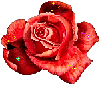 Роза, необычные <b>блики</b> 