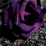 Фиолетовая розочка