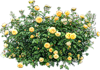 Куст желтых роз
