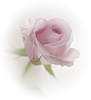  <b>Цветок</b> белой розы 