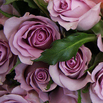 Фиолетовые розы с зеленью