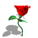 Роскош прекрасной розы одинокой