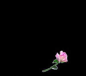  Розовые розы и <b>сердечко</b> 
