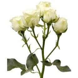 Кустовая роза (белая)