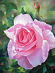 Нежная роза  розовая