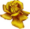 Большая золотая роза