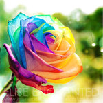  <b>Разноцветная</b> роза 