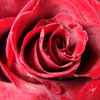  <b>Красивая</b> роза 