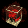 Роза в стеклянной коробке
