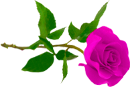 Красивая ярко розовая роза очень пышная