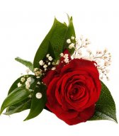 Роза красная - символ праздника, украшение одежды