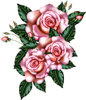 Три розовае розы