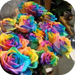  <b>Разноцветные</b> розы 