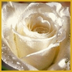  <b>Белая</b> роза в капельках росы 