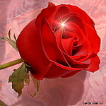 Красная роза на розовом фоне